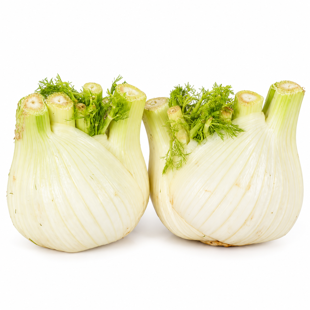fennel 200g (#121106)