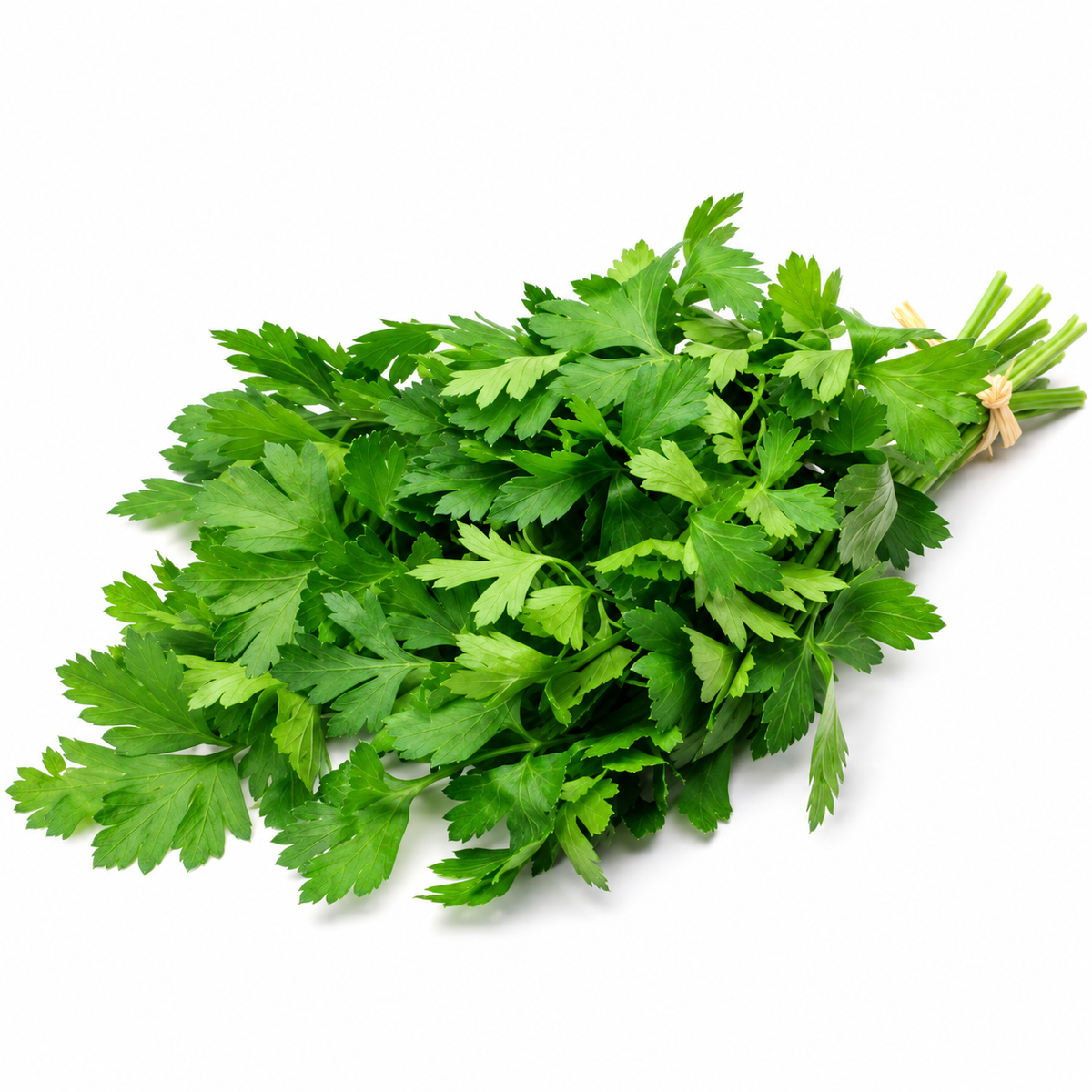ITALIAN PARSLEY 25G (#121120)