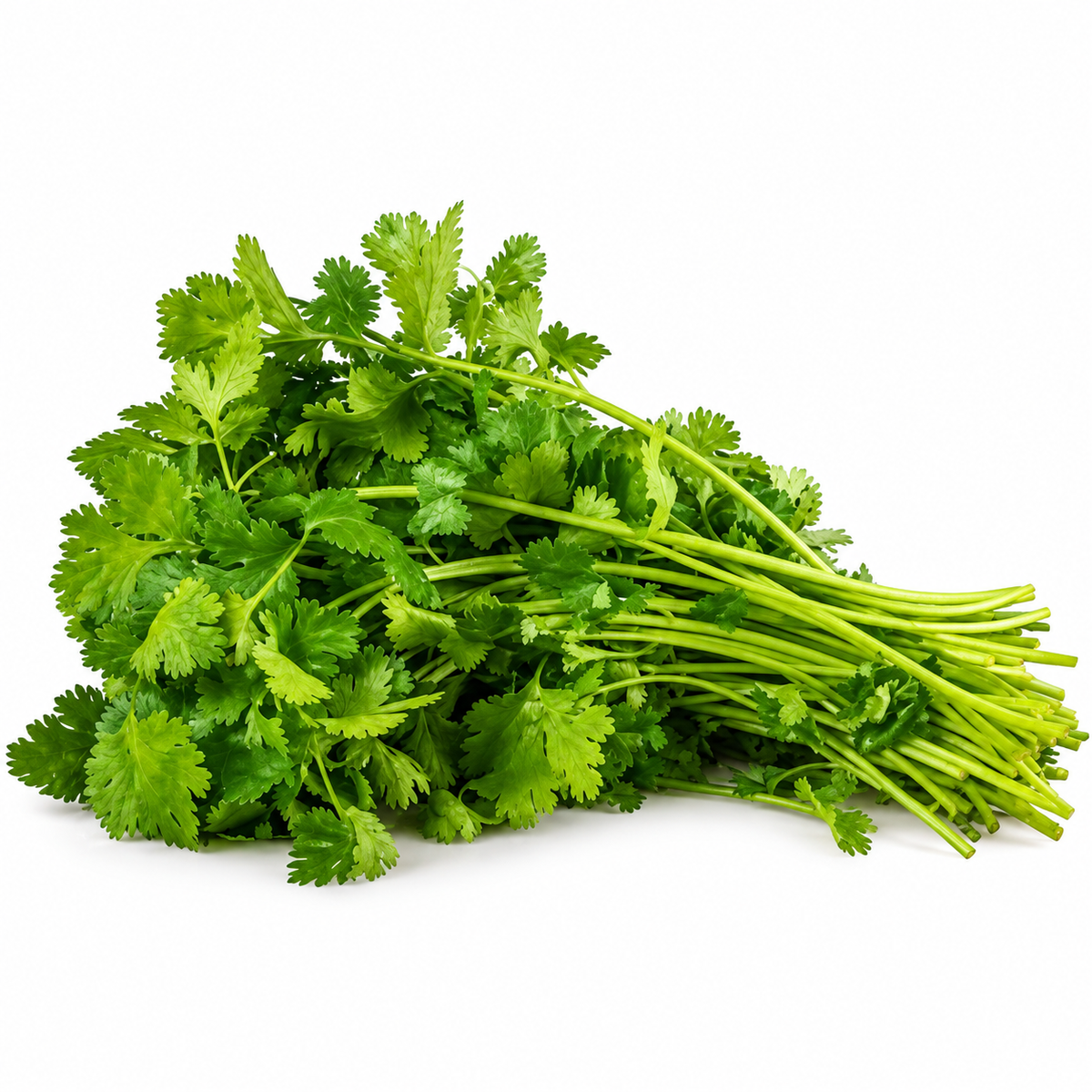 ORGANIC CORIANDER (1PC) (#121267)
