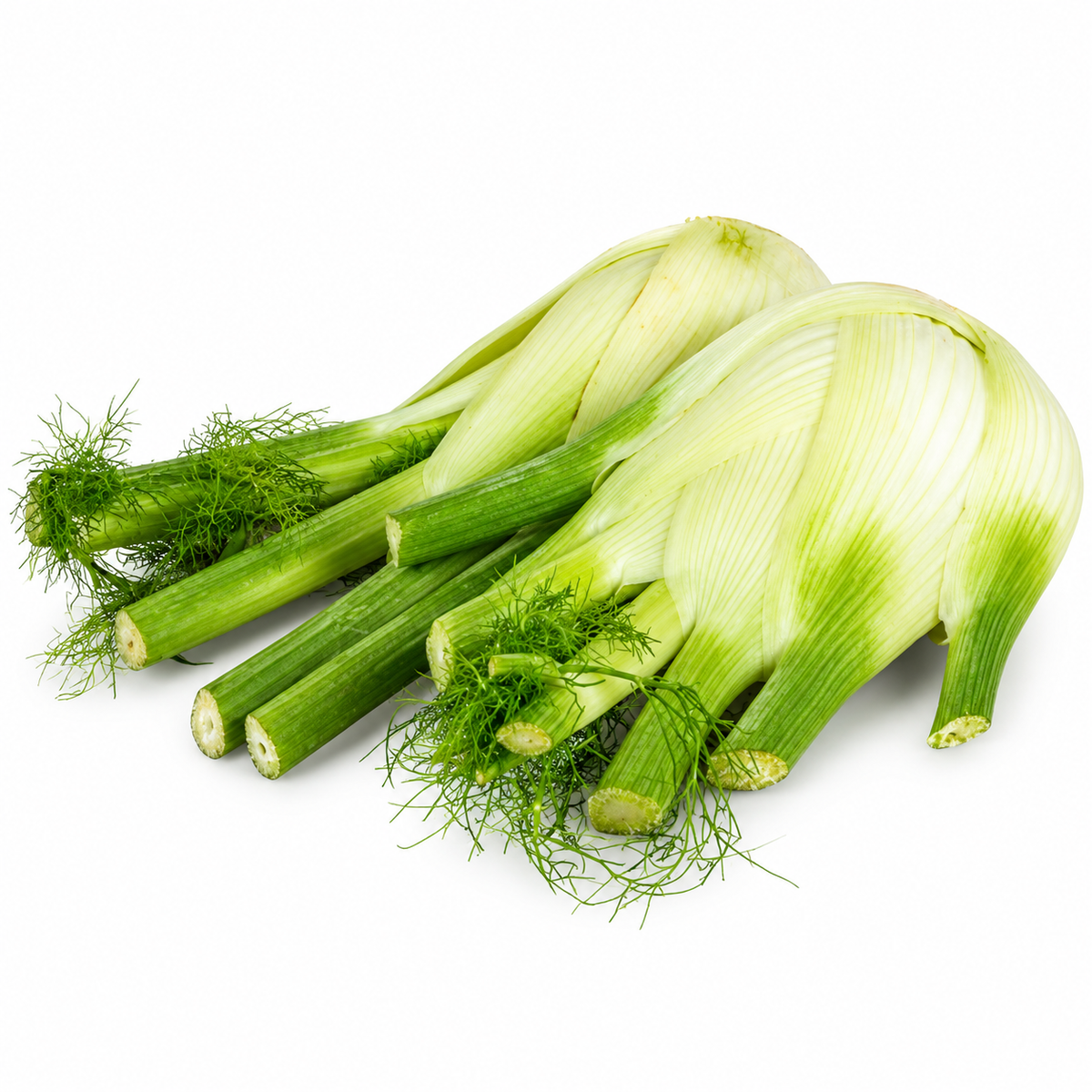 ORGANIC FENNEL 0.5KG+/- (#121319)