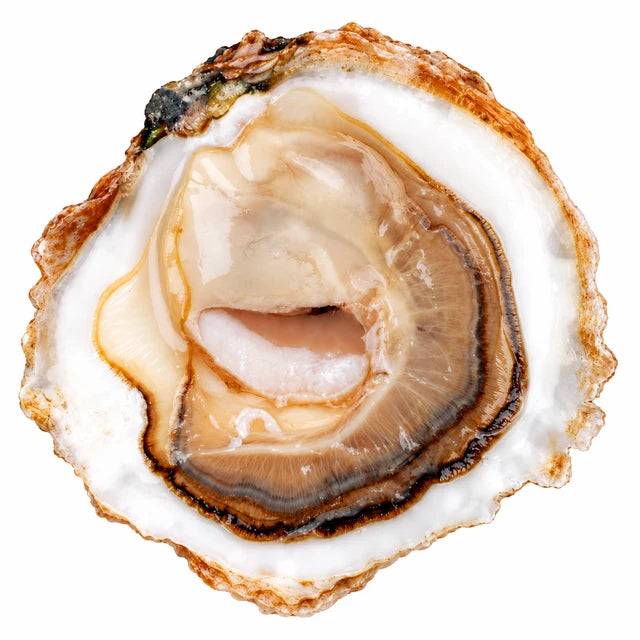 BELON PLATE OYSTERS CANCALE G (BIG SIZE) 25PC (#122603)