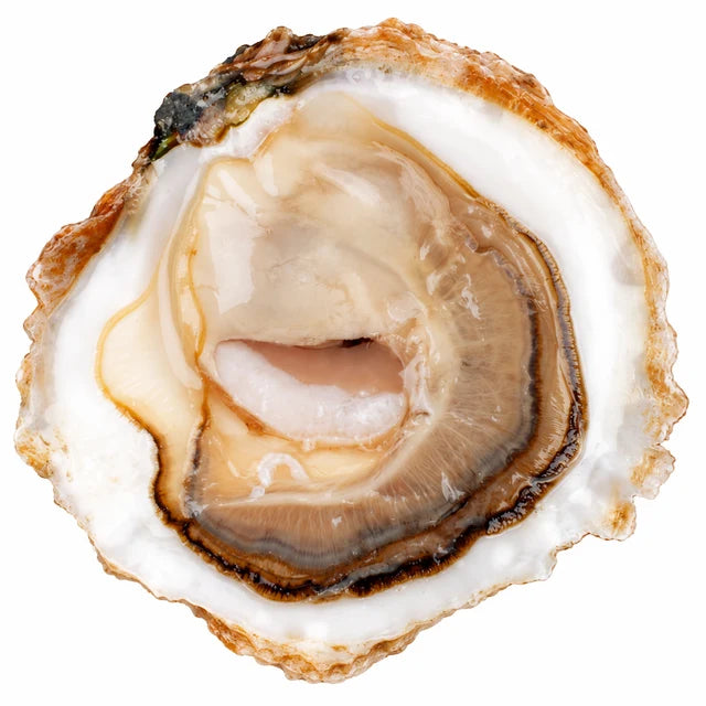 BELON PLATE OYSTERS TG (VERY BIG SIZE) 25PC (#122614)