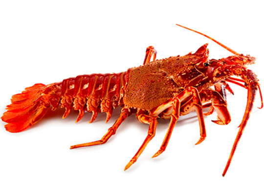 Langouste Entiere