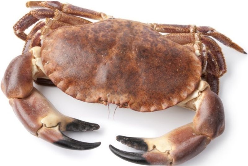 LIVE CRAB ATLANTIC 1KG+/- (#127870)