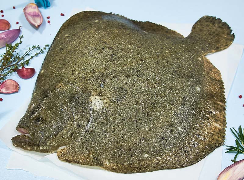 Turbot Sauvage Datlantique Poisson Frais