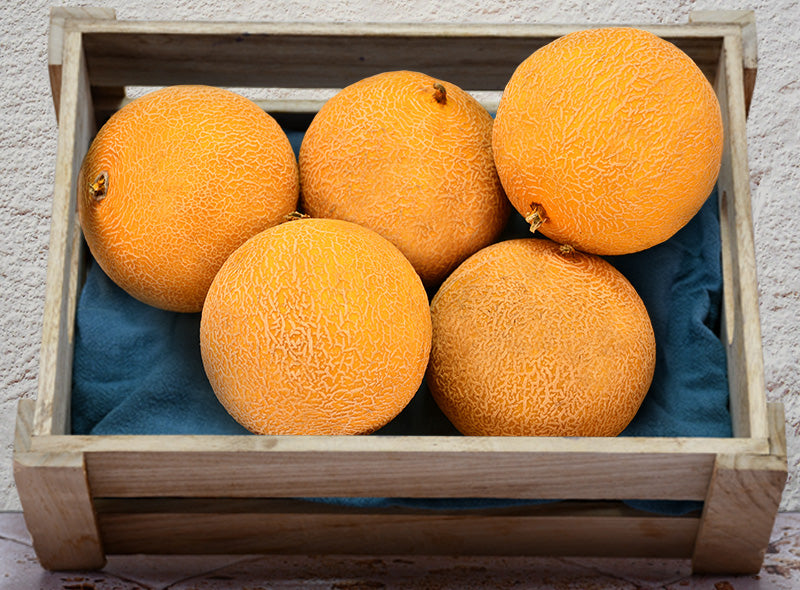Melon Galia Bio