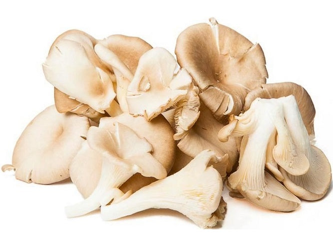 Champignon Pleurote Bio