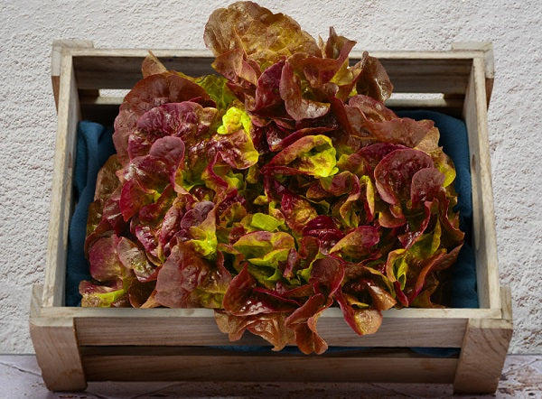 Feuille De Chene Rouge Bio Sachet Vrac