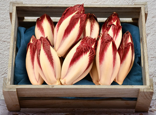 Endive Carmine