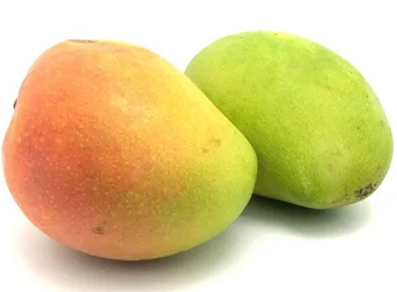 Mangue Bio
