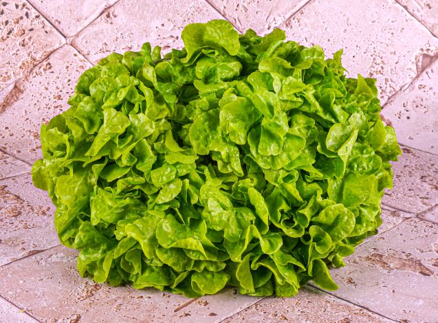 Feuille De Chene Verte Bio