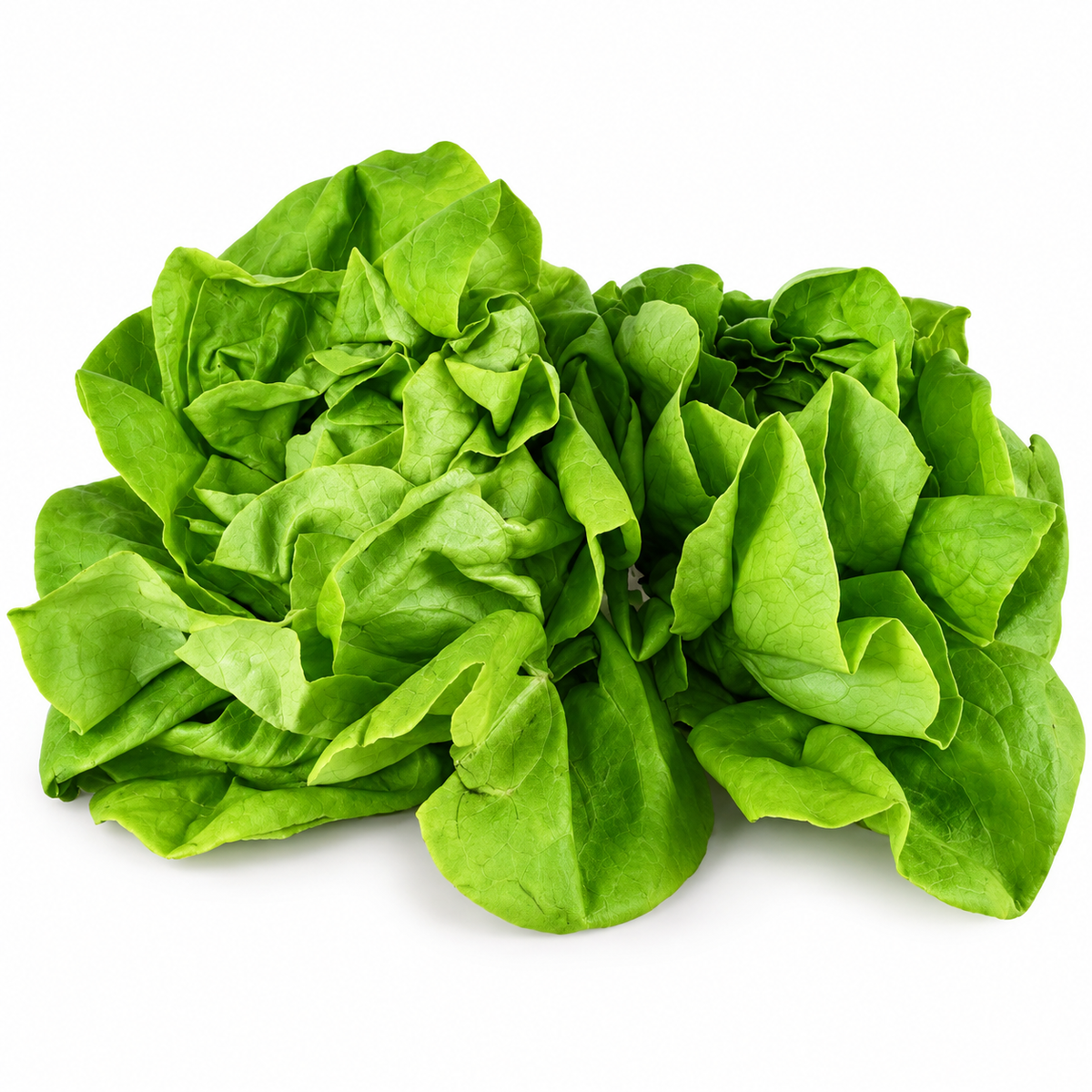 BUTTERHEAD LETTUCE 250G (#121093)