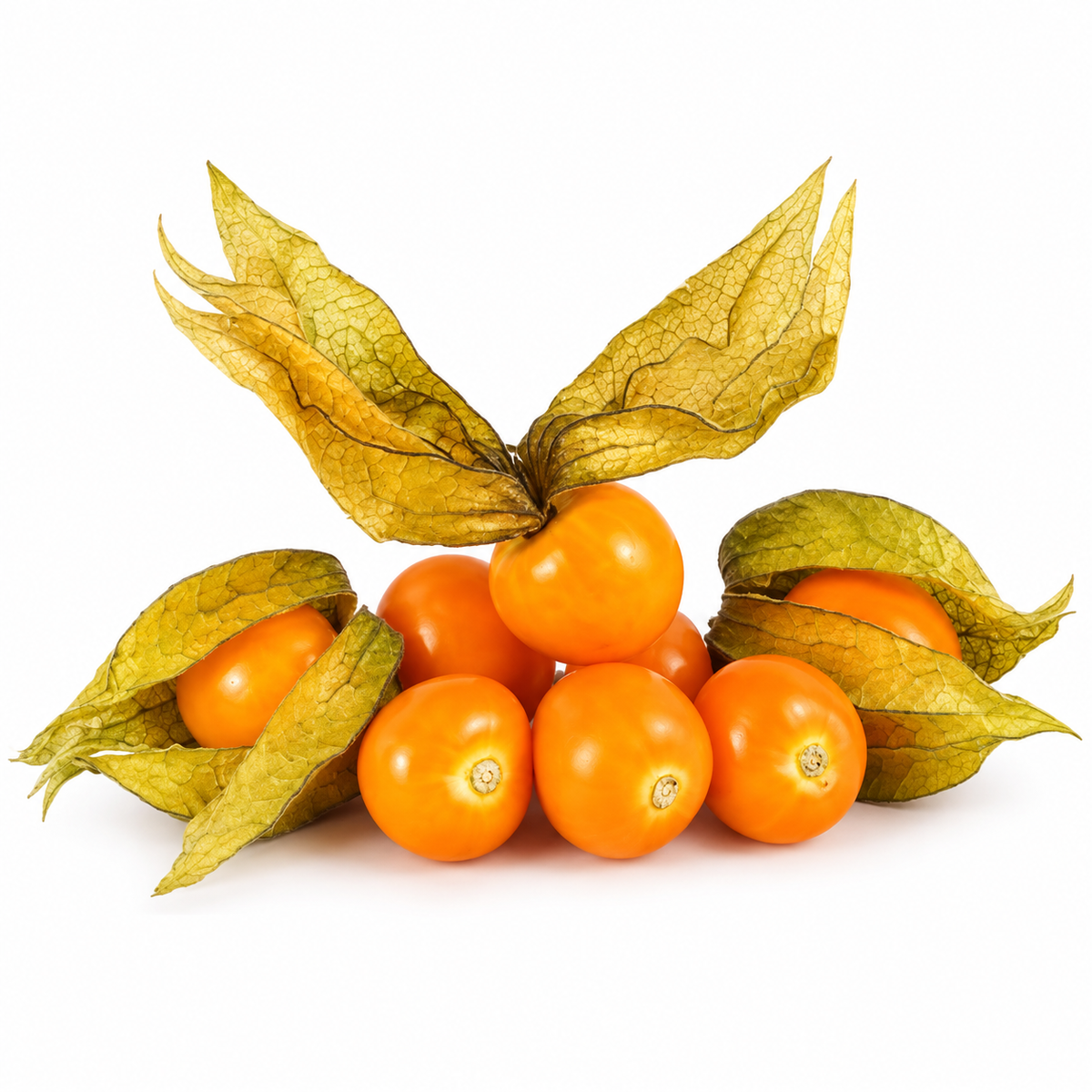 PHYSALIS 100G (#121115)