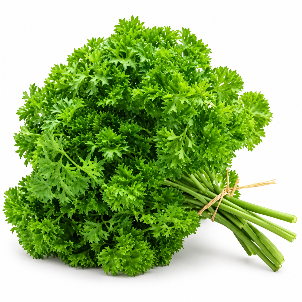 ENGLISH PARSLEY 50G (#121117)