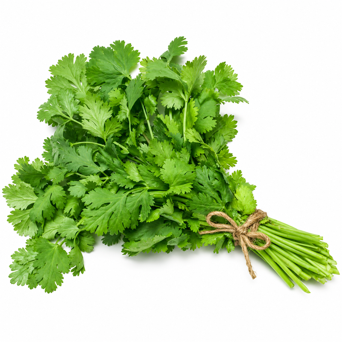 CORIANDER 50G (#121119)