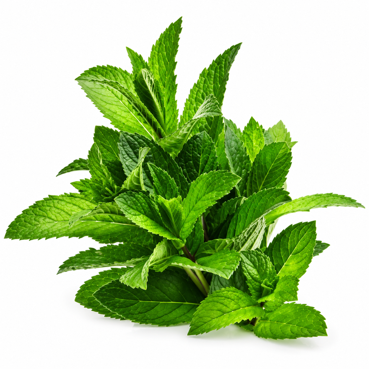 PEPPERMINT 25G (#121122)