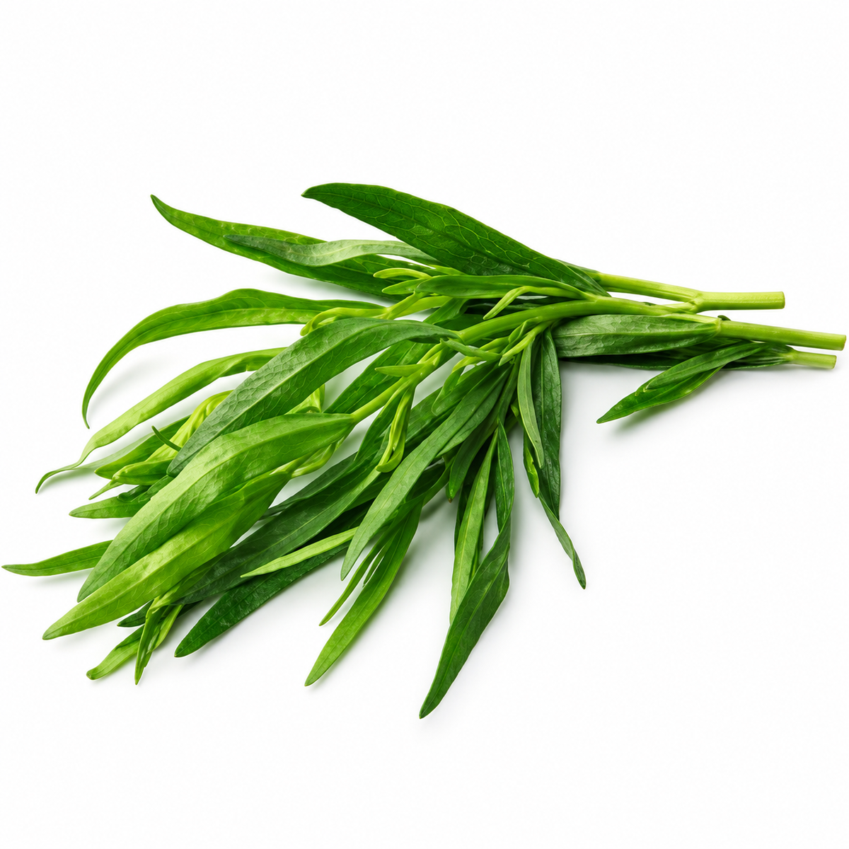 TARRAGON 25G (#121123)