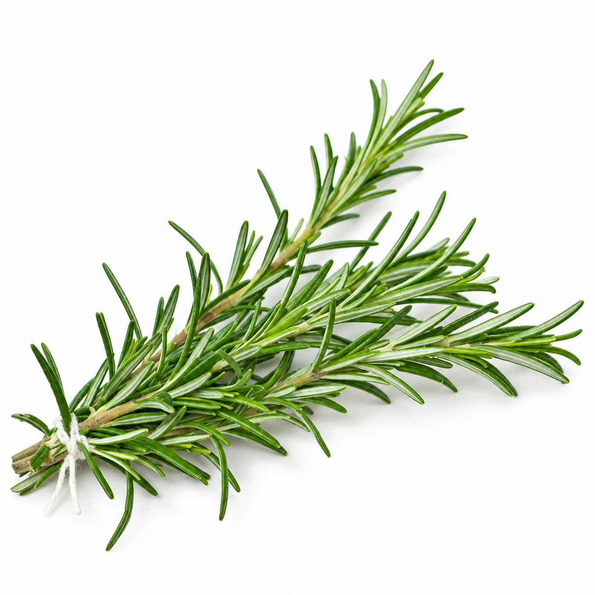 ROSEMARY 25G (#121125)