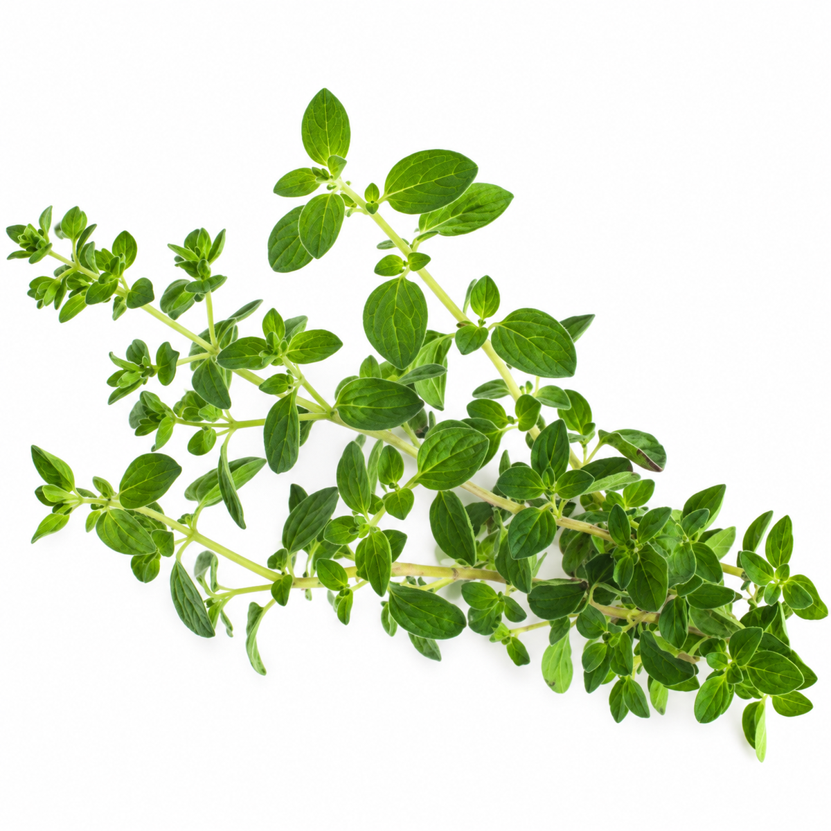 OREGANO 25G (#121126)