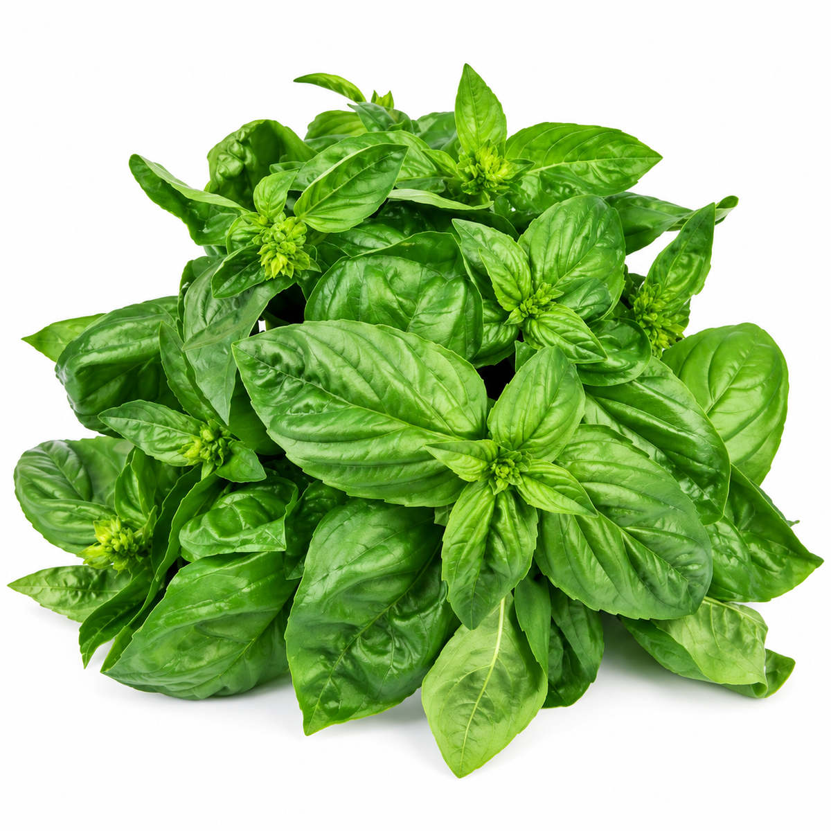 basil 25g (#121128)