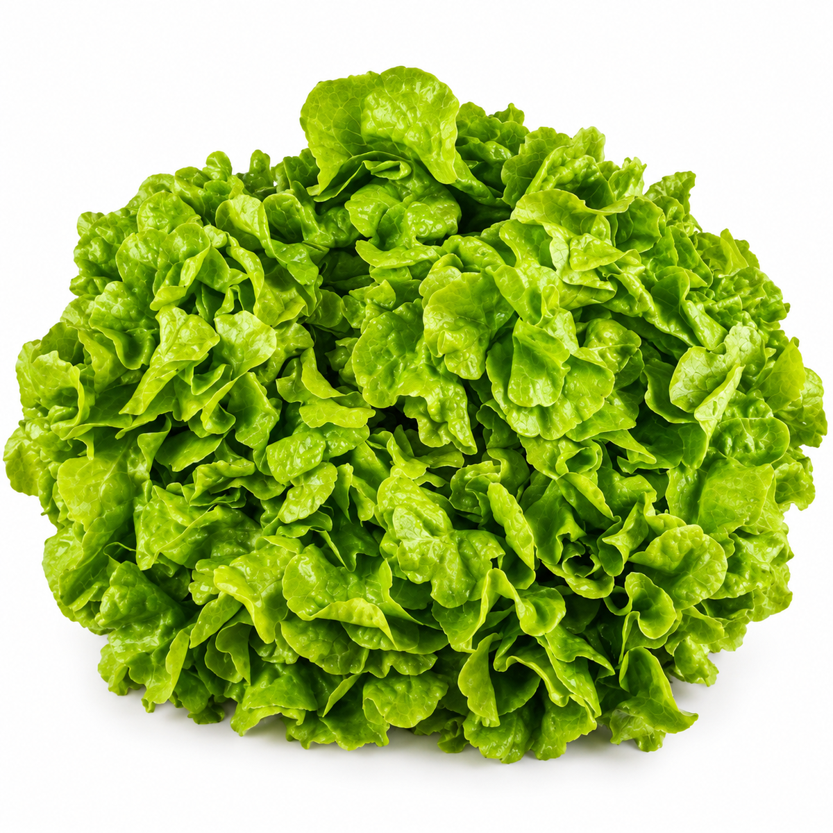 ORGANIC GREEN OAK LEAF LETTUCE (1PC) (#121256)