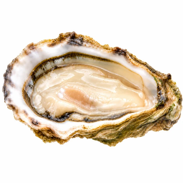 FINES DE CLAIRE OYSTERS NO3 36PC (#127999)