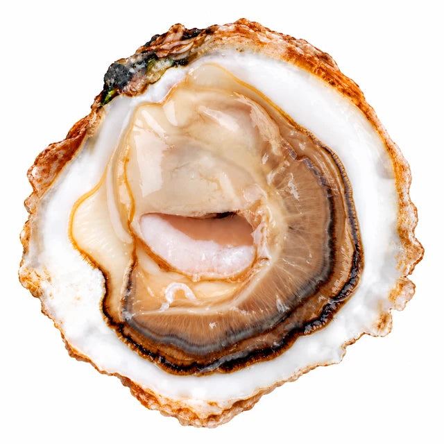 BELON PLATE OYSTERS CANCALE M (MEDIUM SIZE) 25PC (#122604)