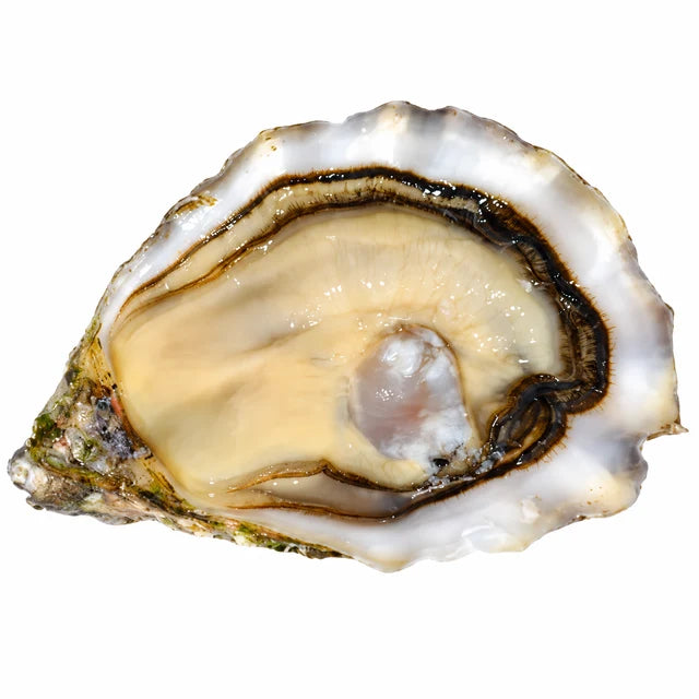 GILLARDEAU OYSTERS NO5 24PC (#128001)