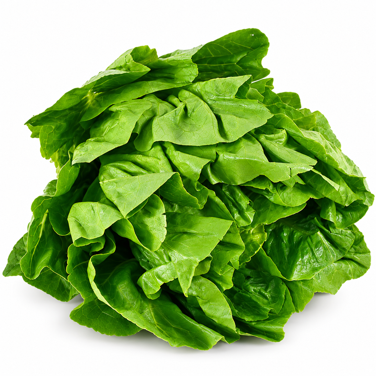 ROMAINE LETTUCE 300G (#123103)