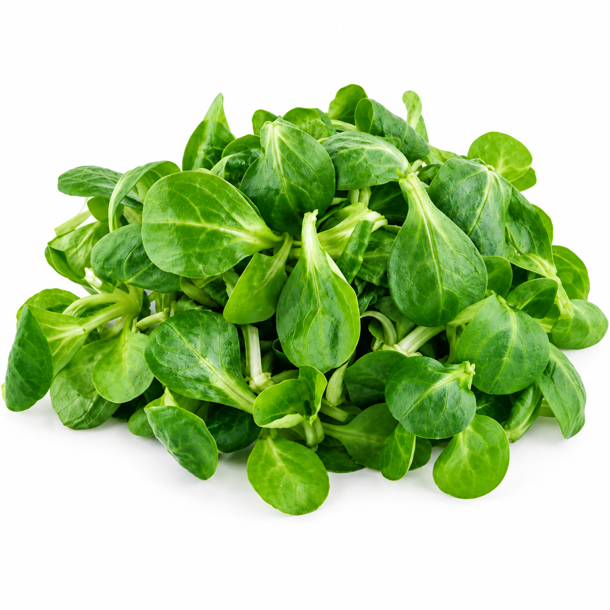 ORGANIC LAMBS LETTUCE 0.1KG (#123120)