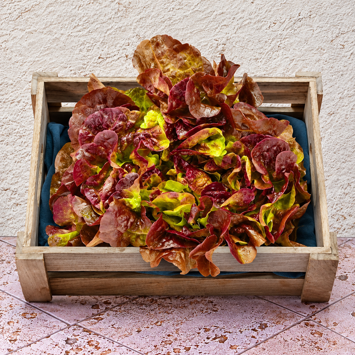 ORGANIC RED OAK LEAF (1PC) (#123697)