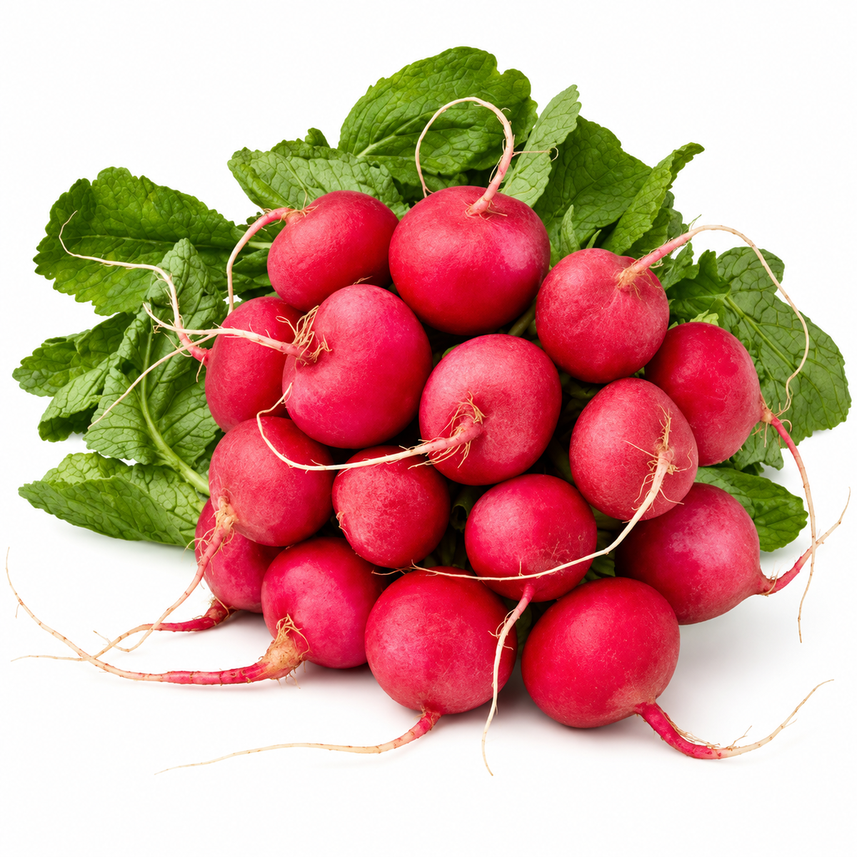 ORGANIC RED ROUND RADISH (1PC) (#123722)