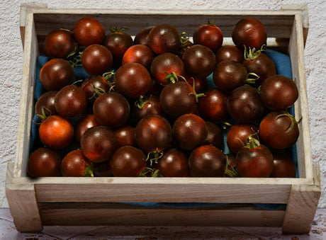 Tomate Violette