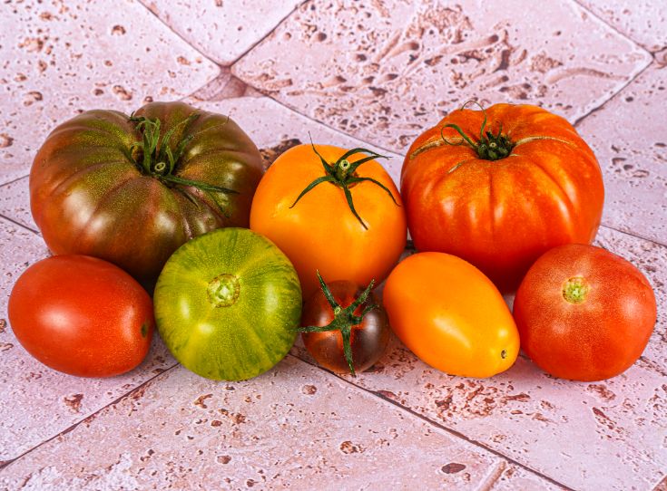 Tomate Collection Ancienne