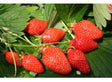 Fraises Gariguette