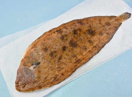 Sole Dover Msc