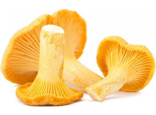 Girolles
