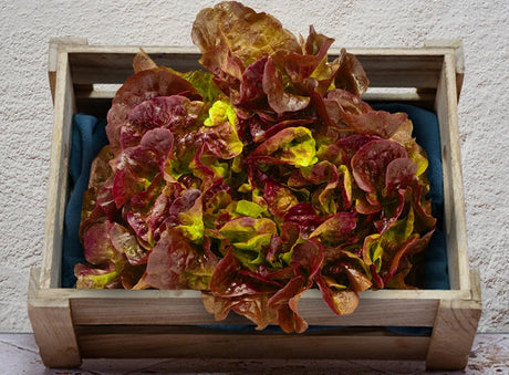 Feuille De Chene Rouge Bio Sachet Vrac