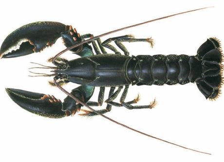 Homard Bleu Vivant Datlantique