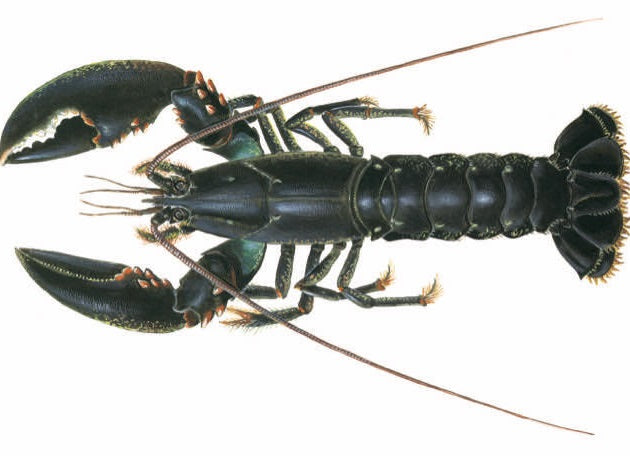 Homard bleu vivant d’Atlantique