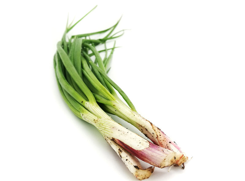 Oignon De Printemps Bio