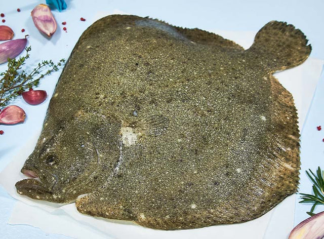 Turbot d’Espagne poisson frais