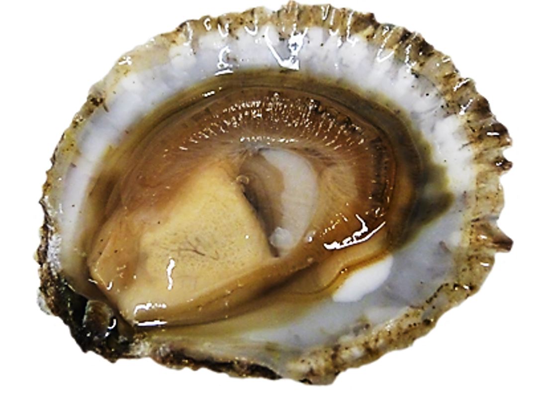 Huitres plates Belon No00