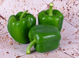 Poivron Vert