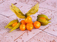 Physalis