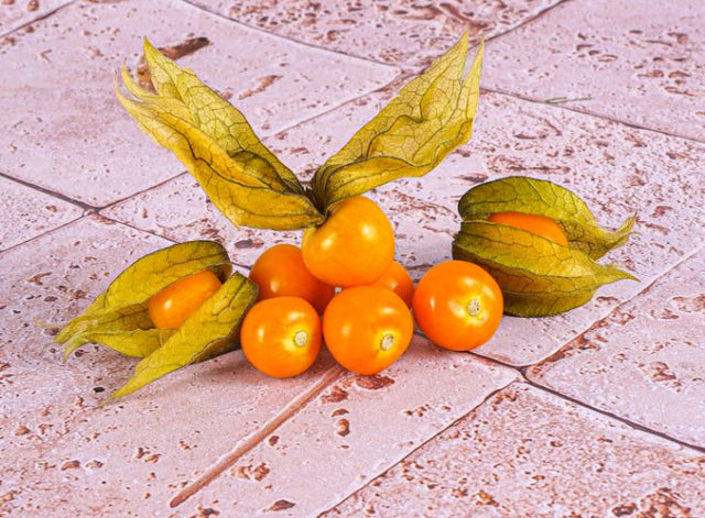Physalis