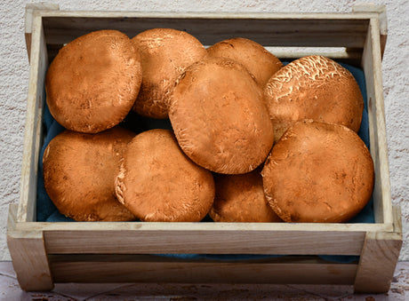 Champignon Portobello