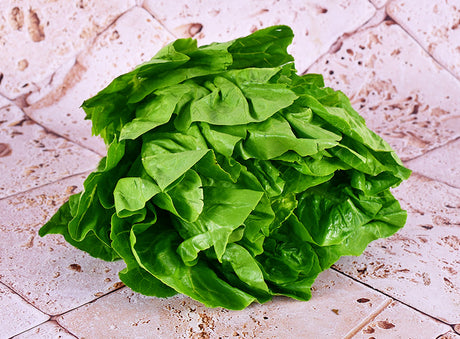 Laitue Romaine