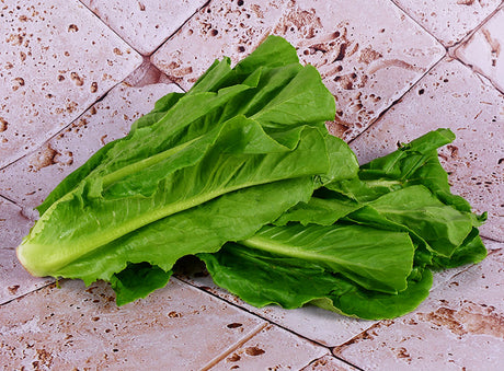 Laitue Romaine Bio