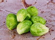 Choux De Bruxelles Bio